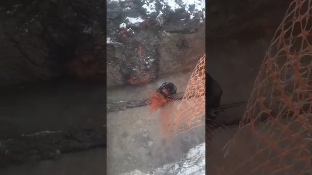 Спасение собаки в Кемерове смотреть онлайн