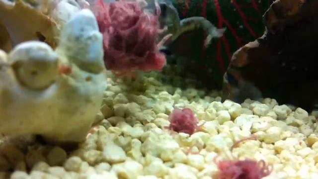 Pleurodeles waltl eating Tubifex смотреть онлайн