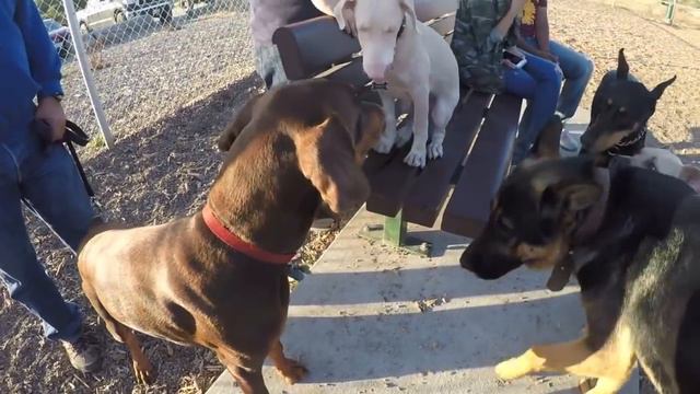 *MUST WATCH* Extremely Rare Dogs Inside Dog Park! (White Doberman, Cane Corso ect) смотреть онлайн