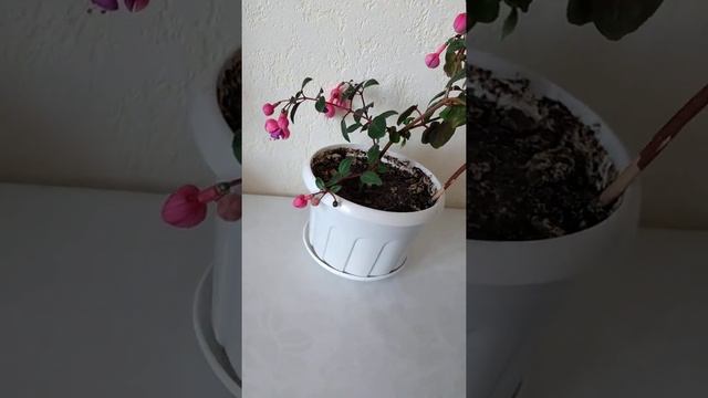 Фукси или фикус (цыганские серёжки - народное название). Крассандра. Аленький цветочек может быть смотреть онлайн