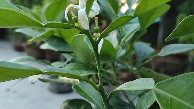 Use of 0:0:50 or Sulphate of Potash in Bengali || ছাদবাগানে পটাশিয়াম সালফেটের ব্যবহার смотреть онлайн