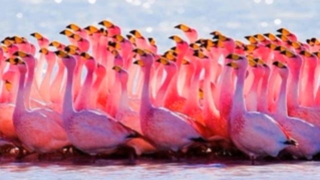 Стихи про птиц Маршак читает Павел Беседин смотреть онлайн