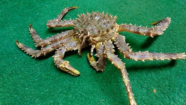 Камчатский краб на диване смотреть онлайн