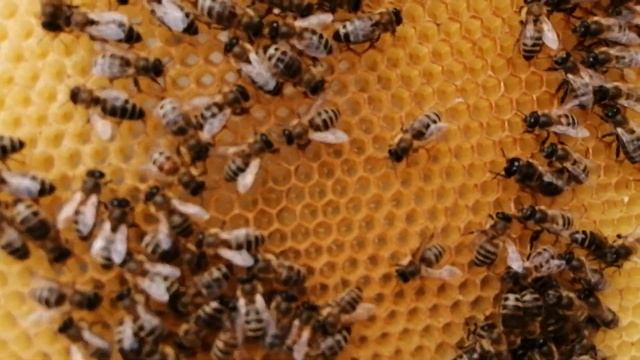 Кулинарный мир вкуса