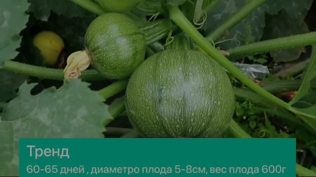 Кабачки цукини круглые смотреть онлайн