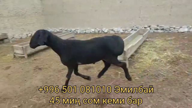Сейрек Кездешчү Гисар Козу Кочкор 43000минге сатылды. смотреть онлайн
