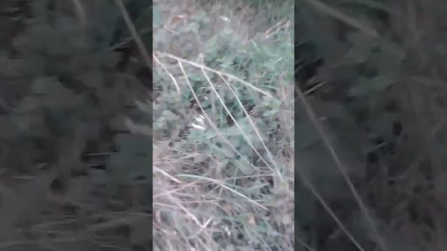 Гадюка степная смотреть онлайн