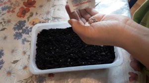 Астра взойдет даже у новичков.  Как правильно посеять астру что бы получить дружные всходы.