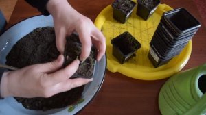 ПОРТУЛАК . пикировка