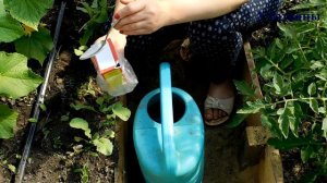 СОДА - спасатель вашего огорода! Пищевая сода - подкормка для: огурцов, томатов и других растений