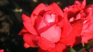 Роза Дам де Кер.