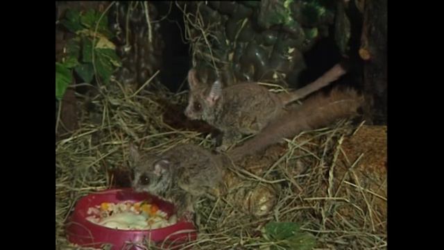 Галаго сенегальский - Galago Senegalensis - Галаго сенегальський - Senegal Bushbaby