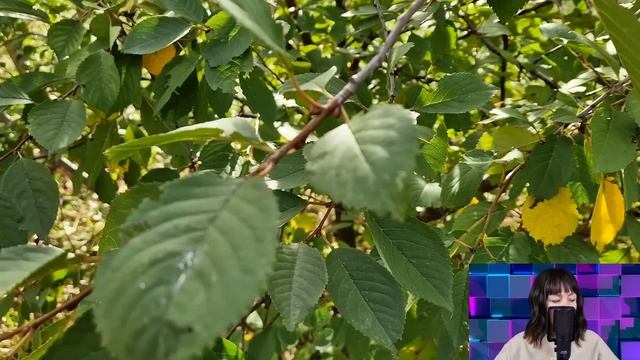 Разорившийся миллиардер взял свою домработницу на важную встречу. Но там его ждал главный сюрприз.. смотреть онлайн