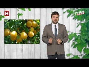 Шарафуга, что за фрукт такой)