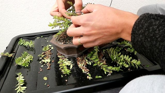 Setting the structure - Lonicera nitida bonsai ''Volcano'' (March 2020) смотреть онлайн