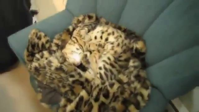Супер маскировка кота на одеяле, супервидео