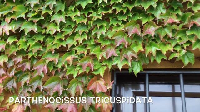 Parthenocissus tricuspidata veitchii. Garden Center online Costa Brava - Girona. смотреть онлайн