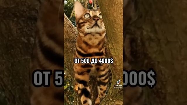 Топ 10 самых дорогих пород котов смотреть онлайн