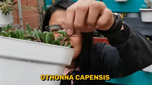 TOP 10: Suculentas para principiantes - Muy faciles de cuidar 🌱 | Jardines by Angie смотреть онлайн