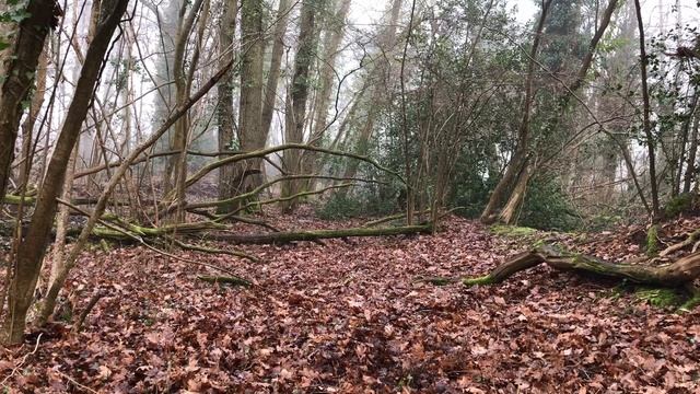 Catapult / Slingshot Hunting and Trapping! Catty Shack смотреть онлайн