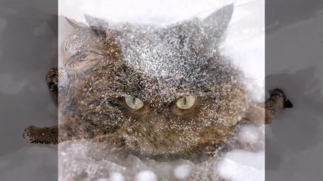 Красивая история в стихотворении