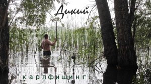 Дикий карпфишинг!!! Ушастый на рыбалке. Трофейная ловля