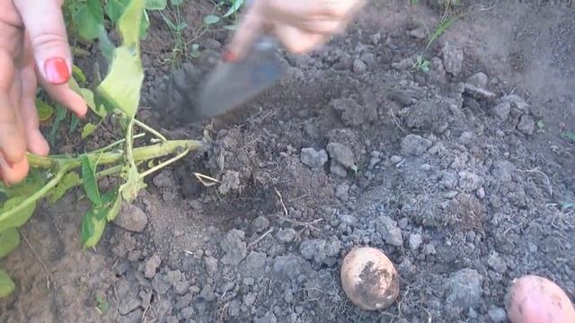 Подкапываем картофель смотреть онлайн