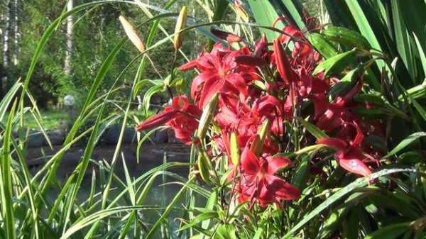 Светланин сад