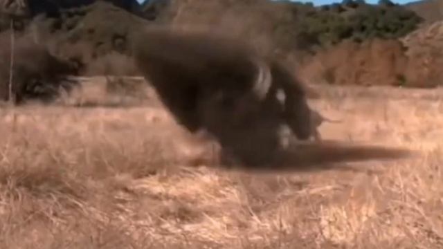 DIRE WOLF | УЖАСНЫЙ ВОЛК смотреть онлайн