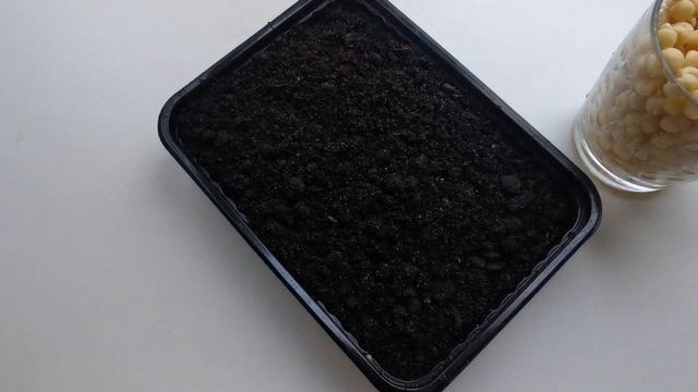 ПРОРОСТКИ И МИКРОЗЕЛЕНЬ | КАК ВЫРАСТИТЬ ДОМА | ПОЛЬЗА ДЛЯ ОРГАНИЗМА | МИКРОГРИН В ДОМАШНИХ УСЛОВИЯХ смотреть онлайн