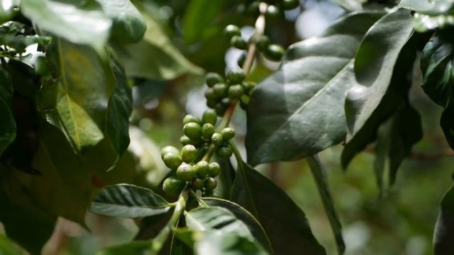 Video para redes de La central Cliente VIP de KS Publicidad смотреть онлайн