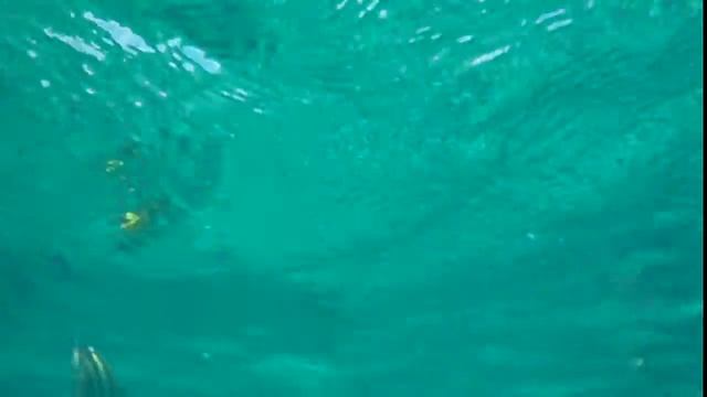Lots of fish in Punta Maroma Mexico смотреть онлайн