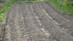 Посадка картофеля  " в гребень ".
