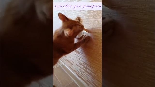 #shorts_video Кот и ремонт или Эти обои сейчас не в моде смотреть онлайн