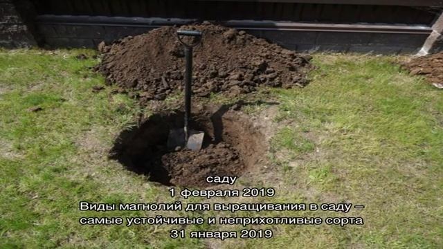 Посадка магнолии: что нужно знать и сделать, чтобы деревце прижилось смотреть онлайн
