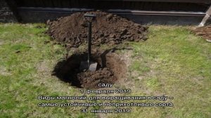 Посадка магнолии: что нужно знать и сделать, чтобы деревце прижилось