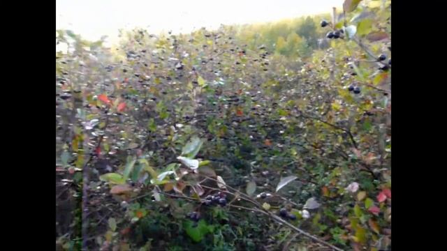 Арония Мичурина (черноплодная рябина) смотреть онлайн