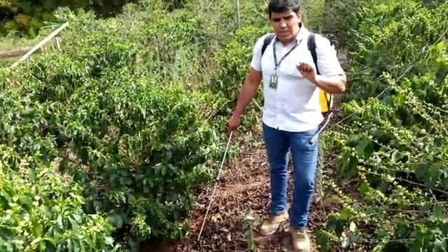 Forma e época correta de aplicação do via solo no café☀️ смотреть онлайн