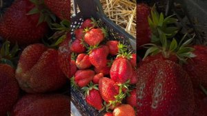 Обзор клубни сорта Гаригуэтта