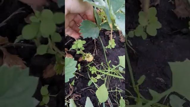 Логопед и дача. Ягоды. Клубника. смотреть онлайн