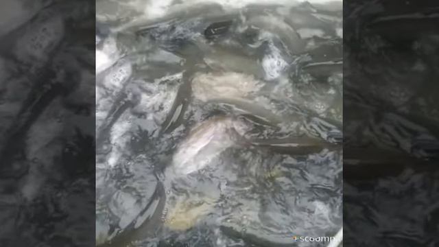 кокино рыбалка смотреть онлайн