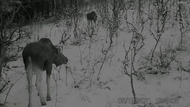 Бузулукский бор | Зимовка лосей и косуль | дикие животные на фотоловушки в национальном парке смотреть онлайн
