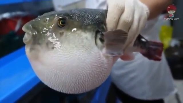 Puffer Fish Eating Carrot