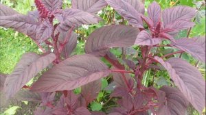 Амарант - напиток богов, нектар бессмертия