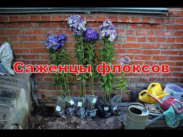 Саженцы флоксов смотреть онлайн