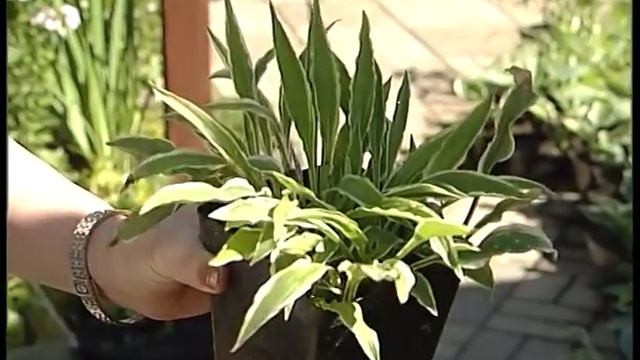 Моя дача 16 30.07.2014 смотреть онлайн