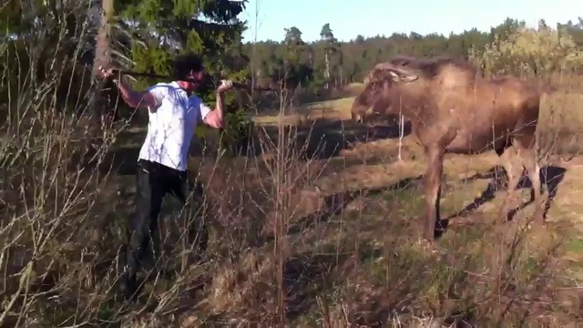 Мужик против американского лося смотреть онлайн