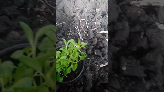 Рассада смотреть онлайн