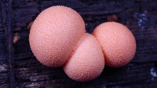 Time-lapse | Lycogala epidendrum | The growth process of pink large fungi | 爆破的粉瘤菌 смотреть онлайн
