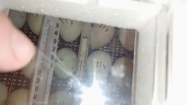 Куры. Закладка яиц в инкубатор породы Ухейилюй смотреть онлайн